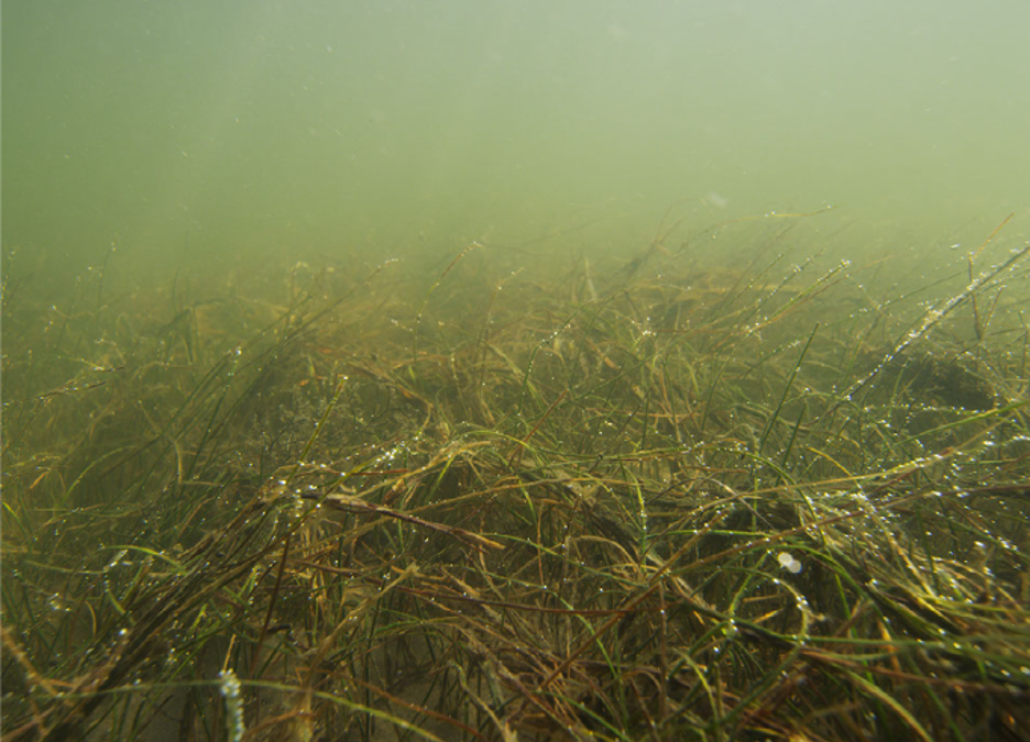 Submerged Aquatic Vegetation Evaluation (SAVE) in the Currituck Sound