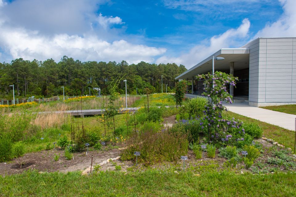 Coastal Gardening and Landscaping Provides Great Escape and Habitat Protection