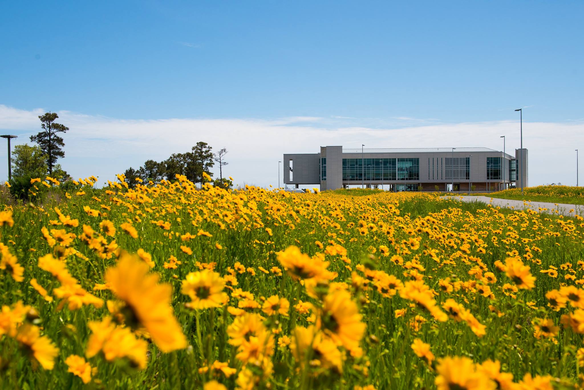 csi-building-flowers