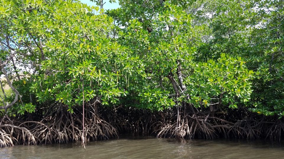 ECU’s David Lagomasino to Help Assess Everglades Mangrove Recovery Post-Hurricane Irma
