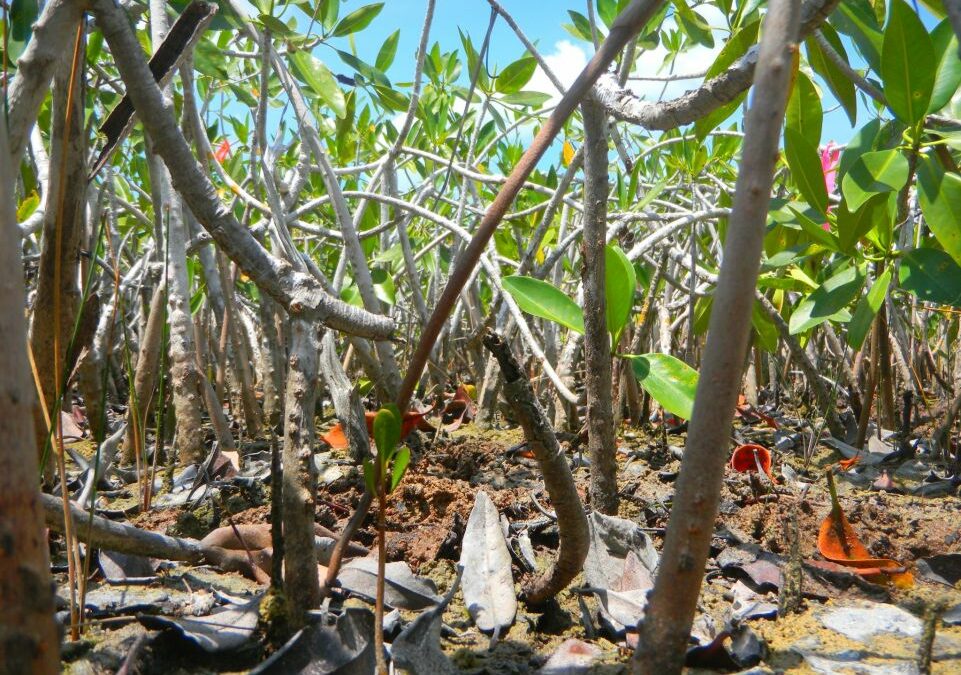 ECU Scientists Help Filter Through “Too Much Information” in the Mangrove Conservation World