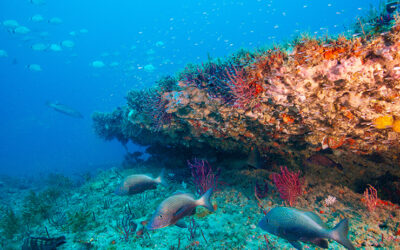 Study Shows Coral Reefs Provide Protection for Most Vulnerable People