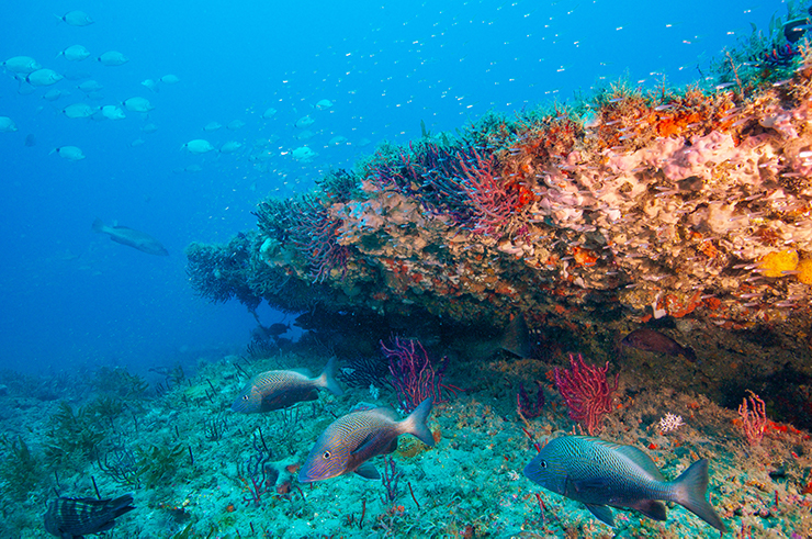 Study Shows Coral Reefs Provide Protection for Most Vulnerable People