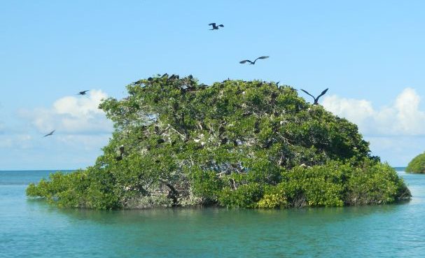 Land Conversion and Shoreline Erosion Battle for the Largest Contribution of Mangrove Loss