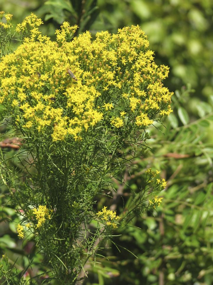 Native Perennials | Coastal Studies Institute