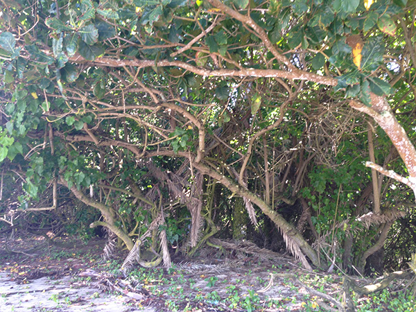 Mangrove project