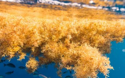 CSI-led Research Team Visits Gulf Stream to Study Sargassum for NCROEP