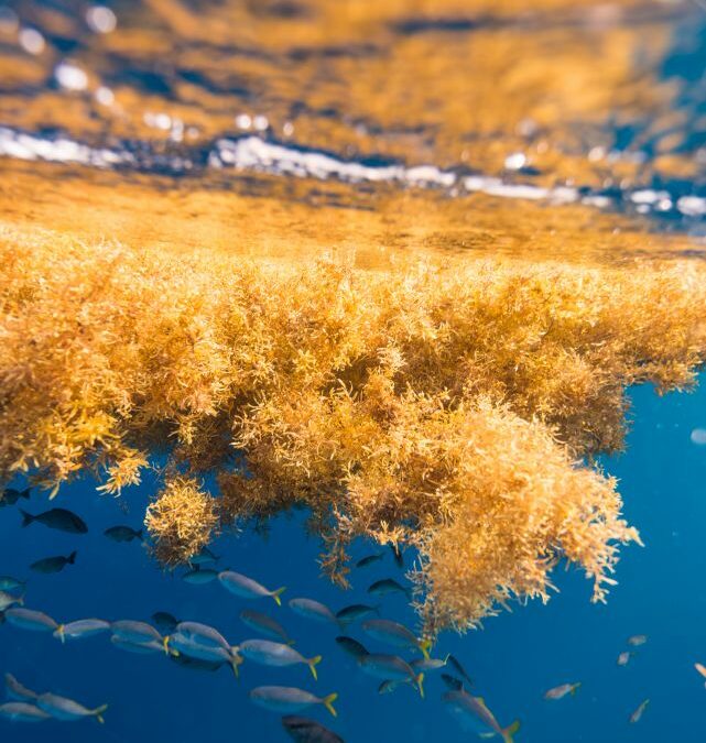 CSI-led Research Team Visits Gulf Stream to Study Sargassum for NCROEP
