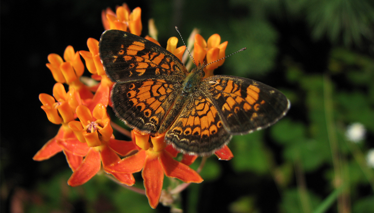 An orange and black butterfly sits on small-petaled orange flowers.