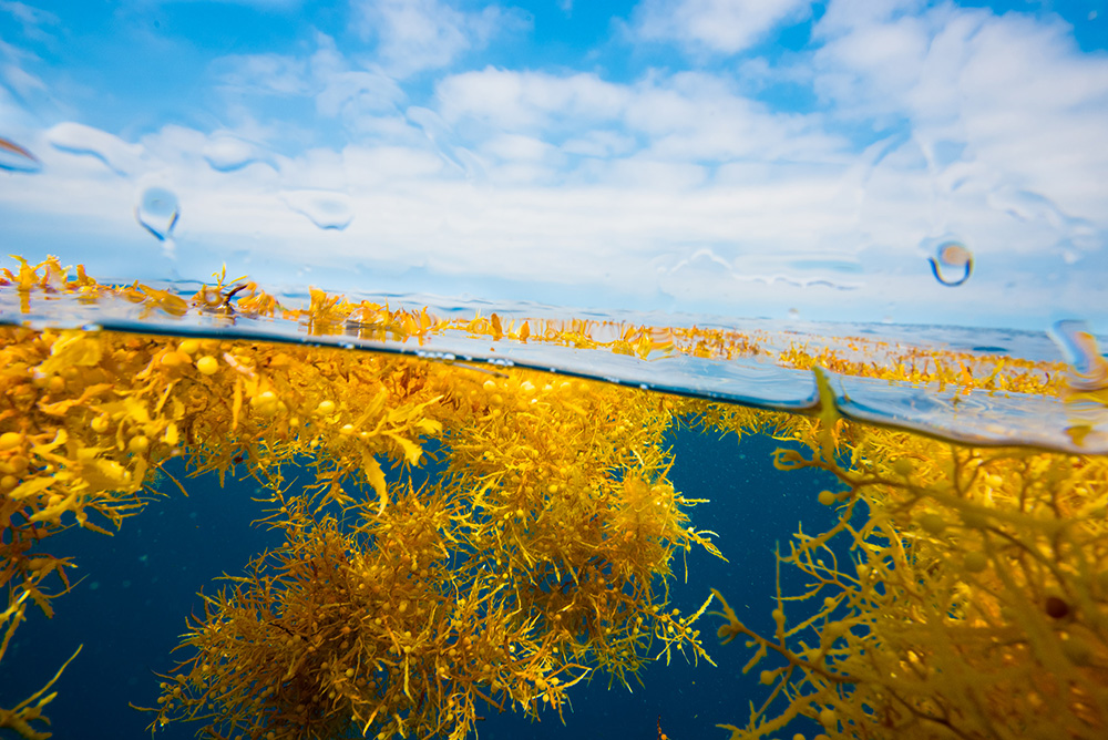 sargassum