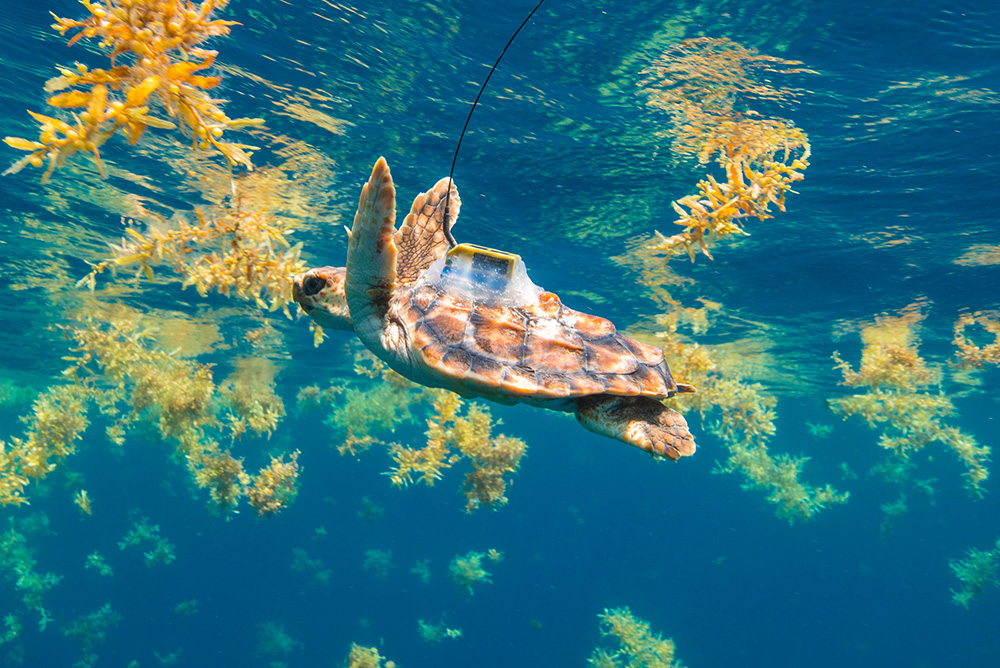 Turtle tagging