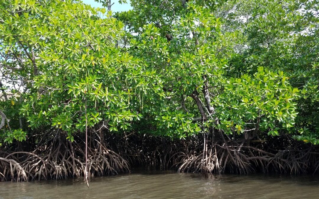 Lagomasino Helps Categorize Mangroves by “Biophysical Typology”