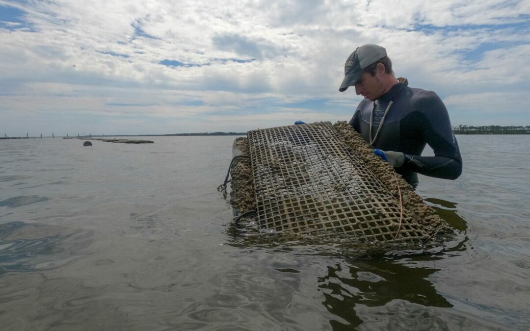 Intern Adventures at Cedar Island: A Day at Dr. Morley’s Field Site