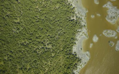 ECU coastal researchers co-author paper detailing how satellites help monitor wet carbon systems