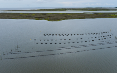 Updates from the Fisheries Ecology Lab