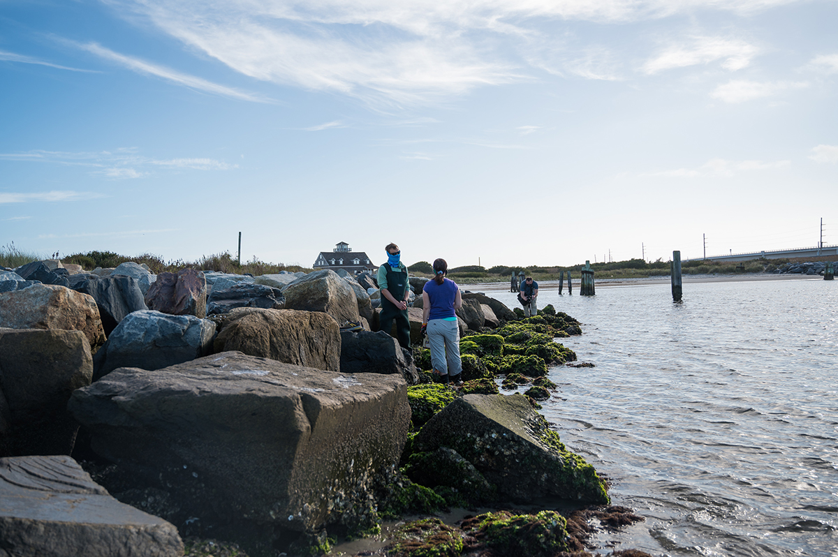 Blakeslee_crabs-22