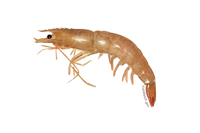 640x427-brown-shrimp