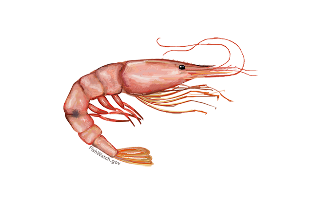 640x427-pink-shrimp