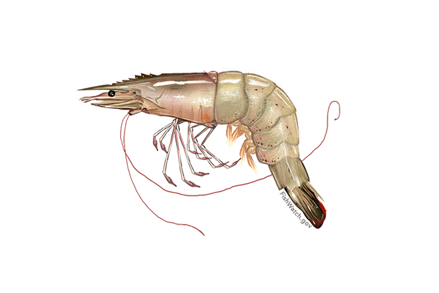 640x427-white-shrimp