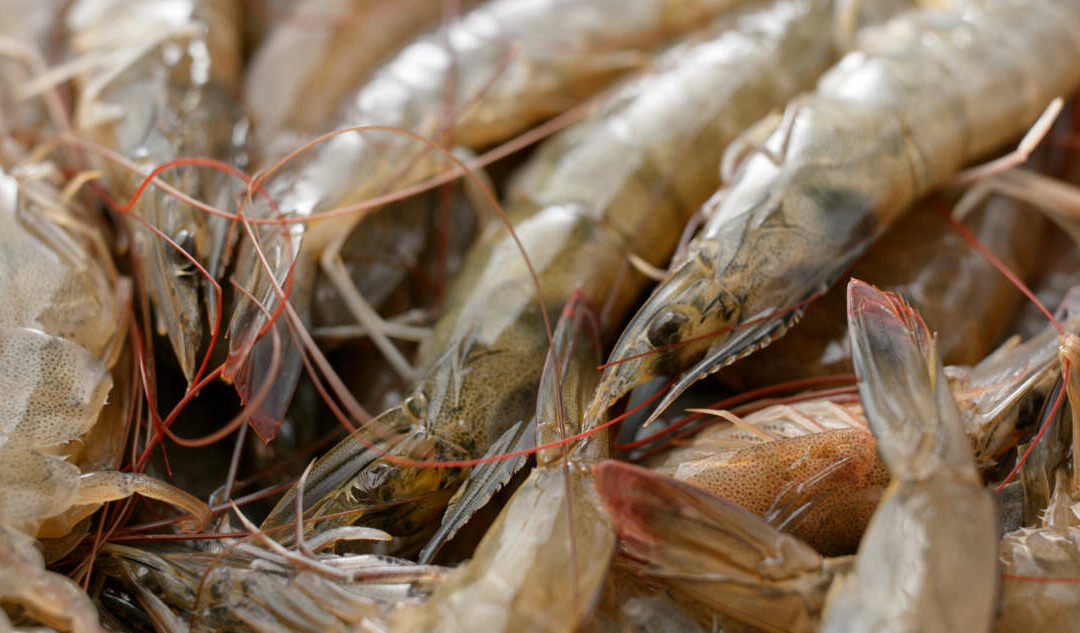 Researchers Share Updates on National Shrimp Day