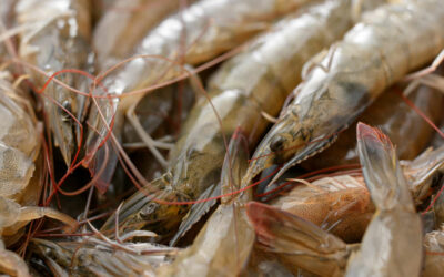 Researchers Share Updates on National Shrimp Day