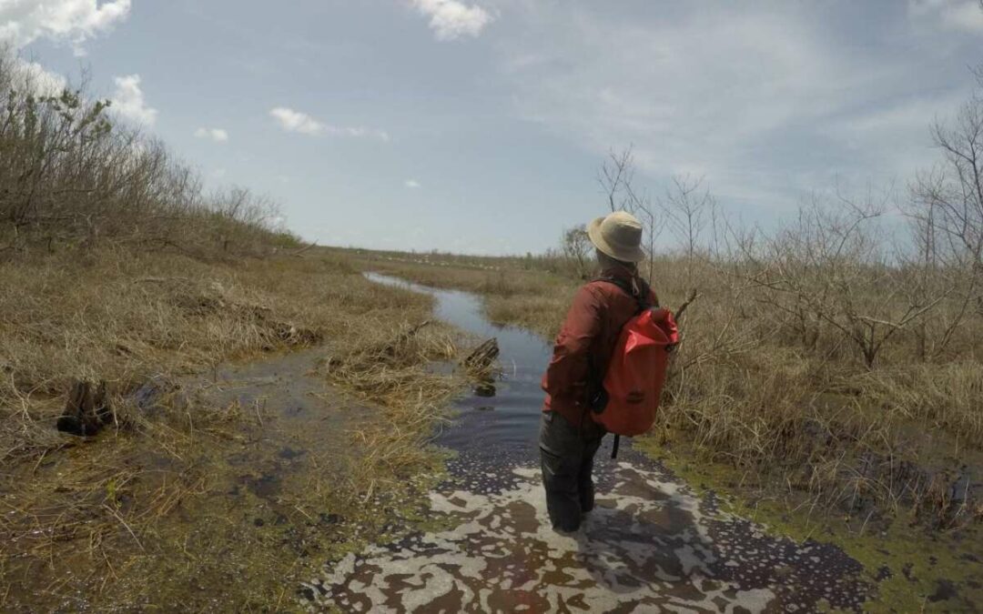 Mangrove forest study has takeaways for coastal communities