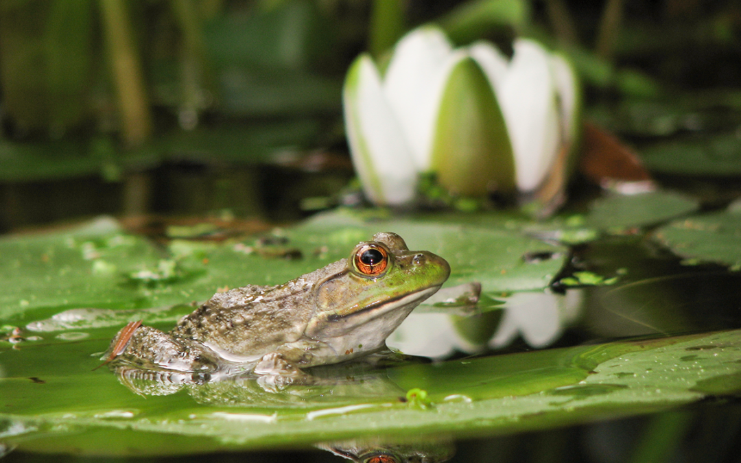 CSI to Host First BioBlitz on ECU Outer Banks Campus in Late October