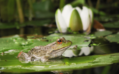 CSI to Host First BioBlitz on ECU Outer Banks Campus in Late October