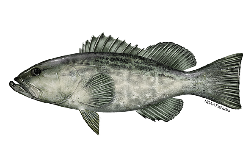 640x427-Grouper-Black-NOAAFisheries