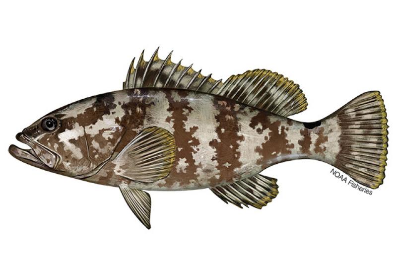 640x427-nassau-grouper