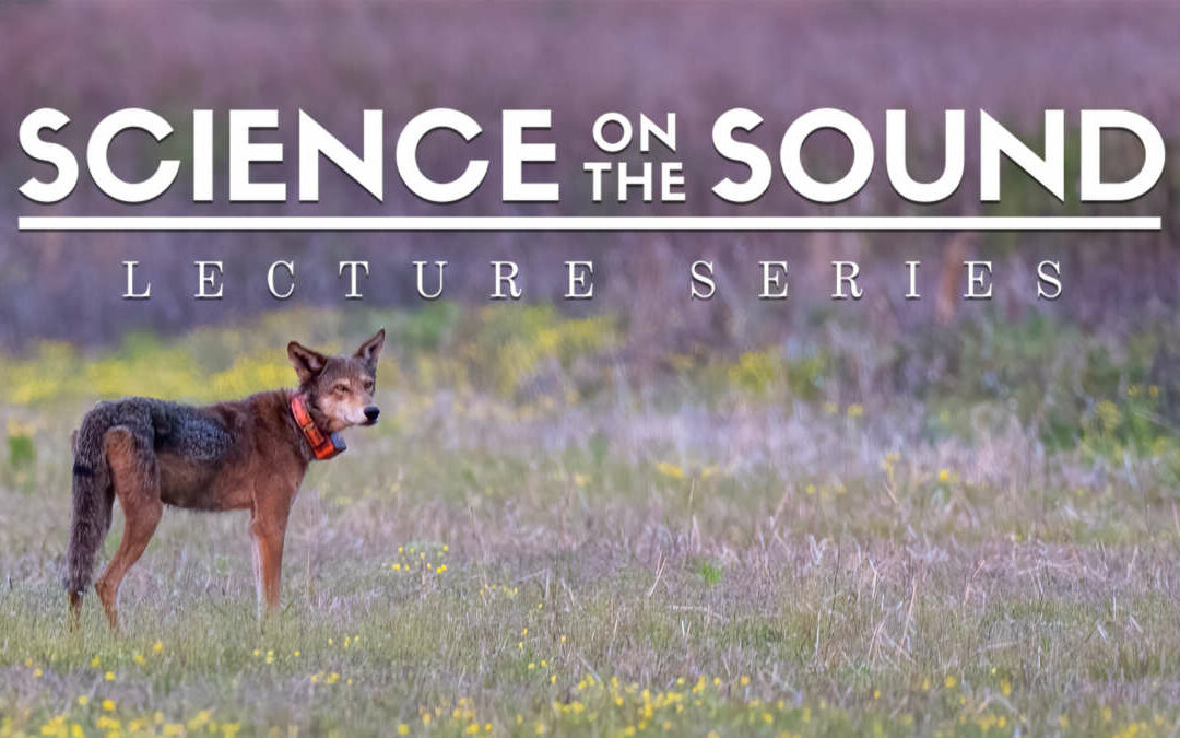 June 14 Science on the Sound to Highlight Red Wolves