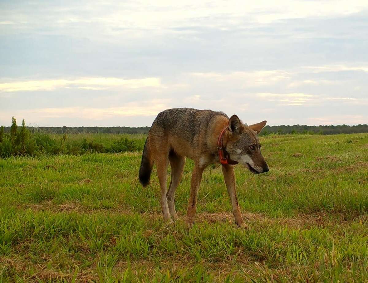 usfws_2225F_crop