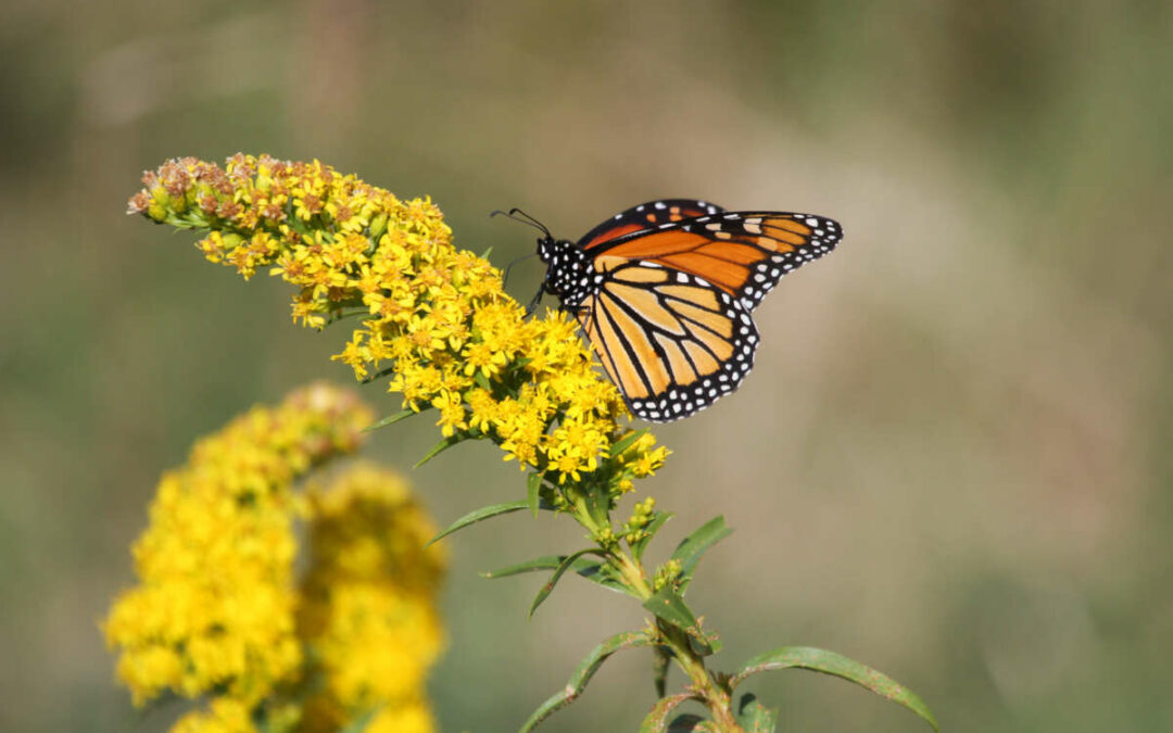 Internship Studying Pollinators Is Fruitful Endeavor for OBXFS Student