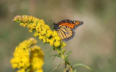 Internship Studying Pollinators Is Fruitful Endeavor for OBXFS Student