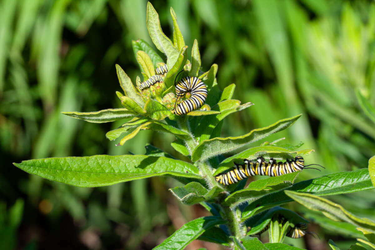 Monarch larvae