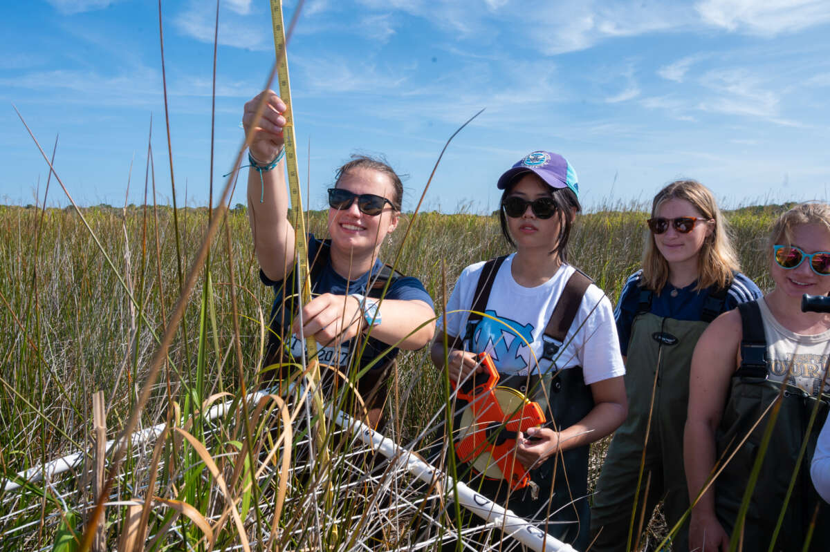 OBXFS Vegeation Transect Four students stand shoulder to shoulder in waist-high marsh grasses. The student on the far left measures the height of the vegetation within their study area.